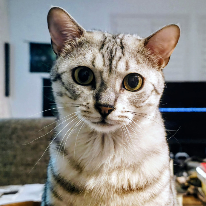 Care Built Around Your Cat photo 2