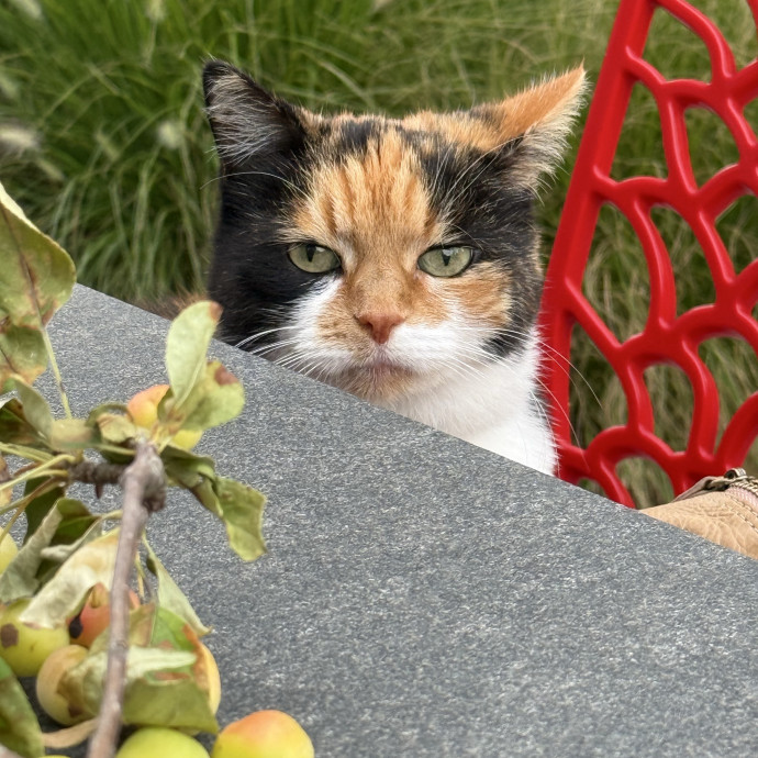 Lifelong Cat Lover  Shelter Volunteer