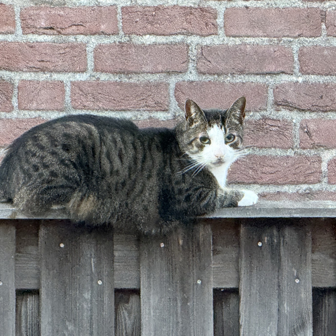 Lifelong Cat Lover  Shelter Volunteer