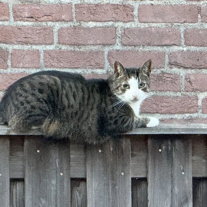 Annemieke B.