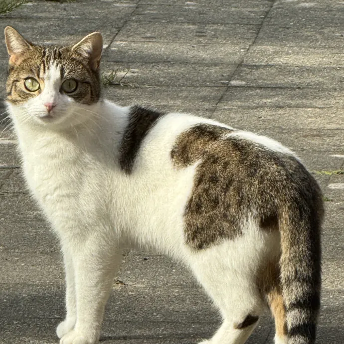 Annemieke B.