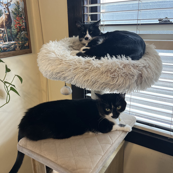 Cats Rule Everything Around Me