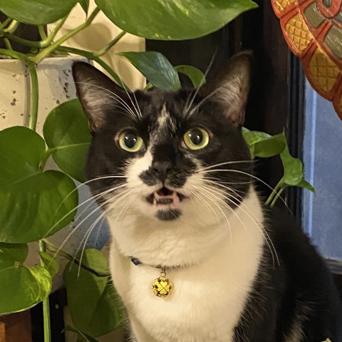 Cats Rule Everything Around Me