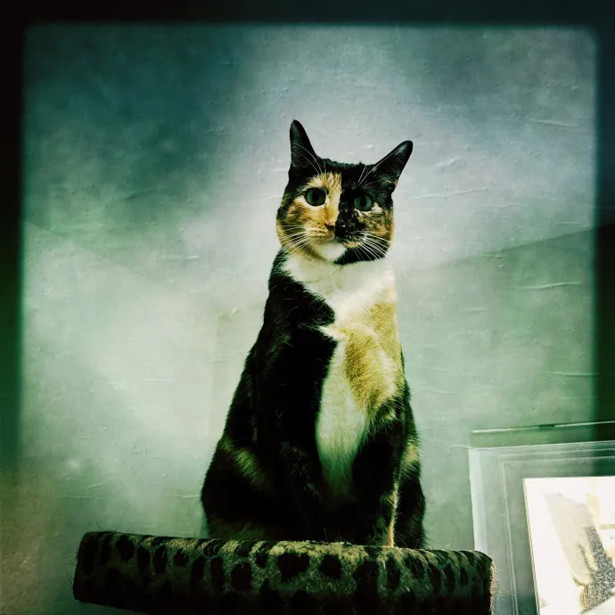 Cats Rule Everything Around Me