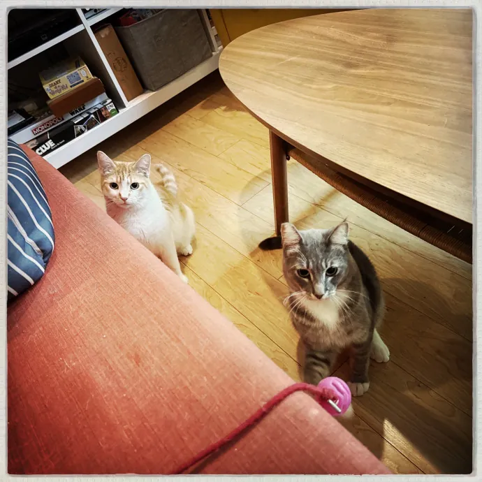Cats Rule Everything Around Me
