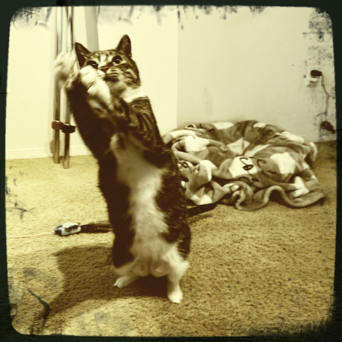 Cats Rule Everything Around Me