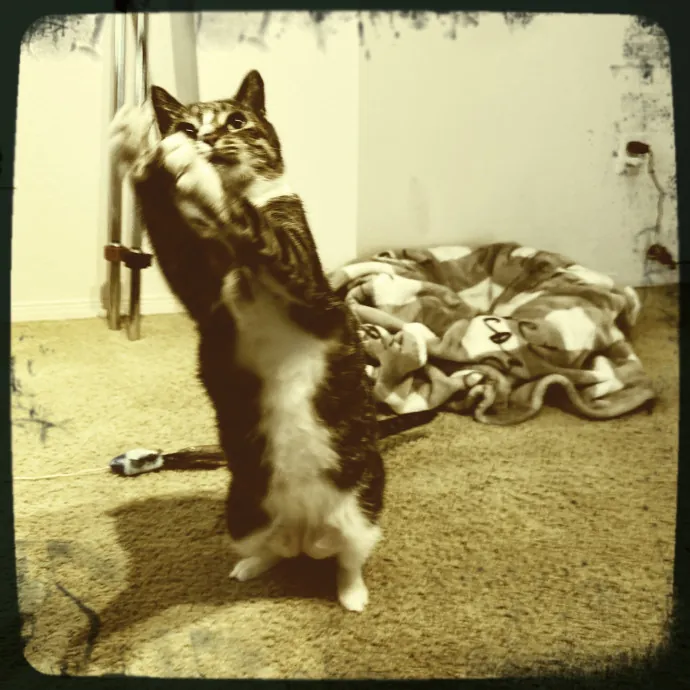 Cats Rule Everything Around Me