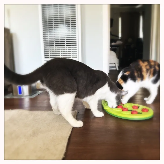Cats Rule Everything Around Me
