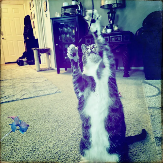 Cats Rule Everything Around Me