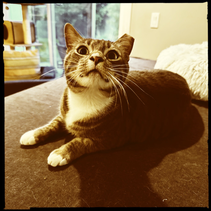 Cats Rule Everything Around Me