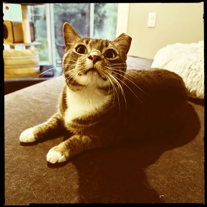 Cats Rule Everything Around Me