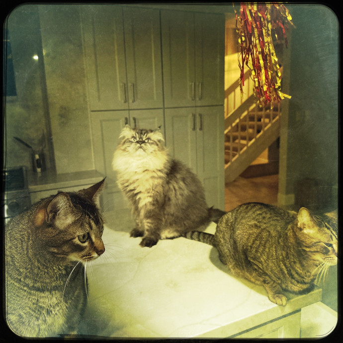 Cats Rule Everything Around Me