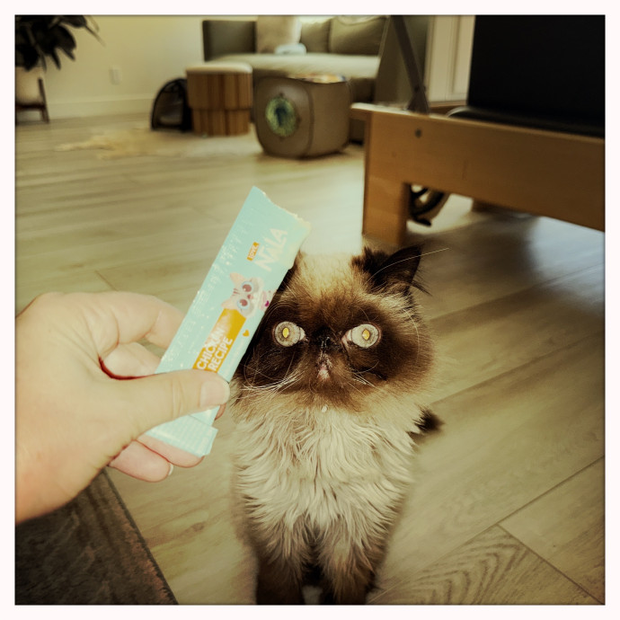 Cats Rule Everything Around Me