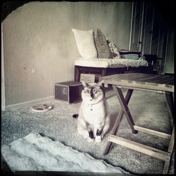 Cats Rule Everything Around Me