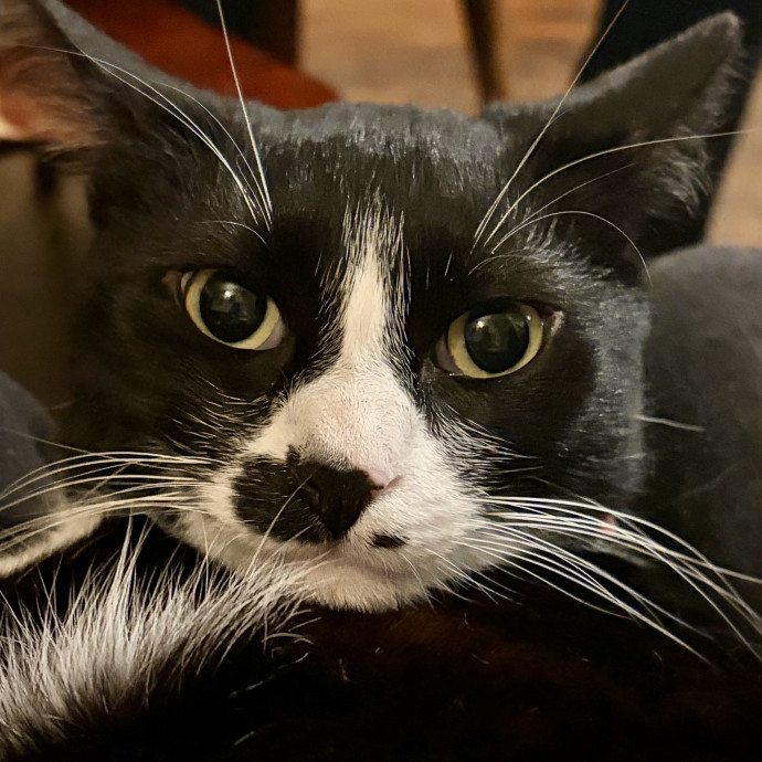 Cats Rule Everything Around Me