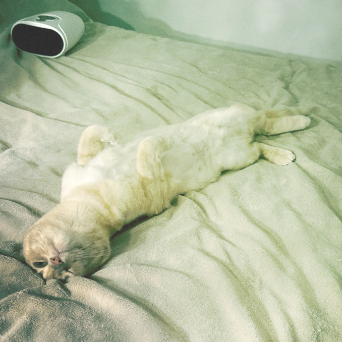 Cats Rule Everything Around Me