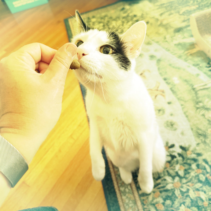 Cats Rule Everything Around Me