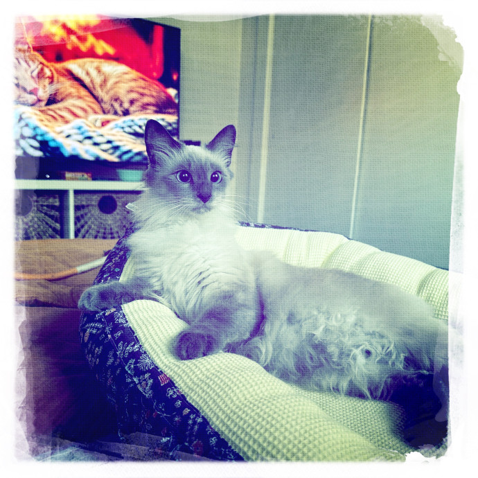 Cats Rule Everything Around Me photo 2