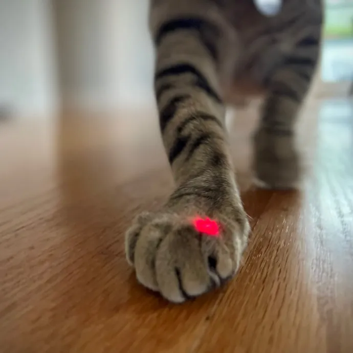 Chris In Fremont Loves Cats