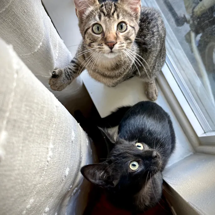 Chris In Fremont Loves Cats