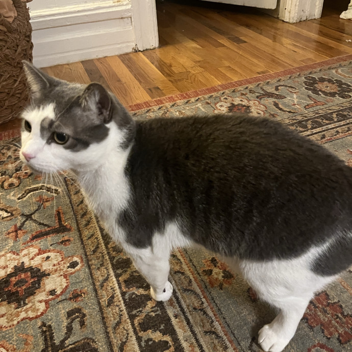 Kim Your Cat's New Bestie