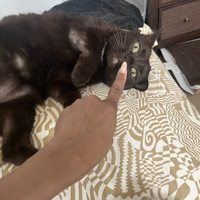 Kim Your Cat's New Bestie photo 3