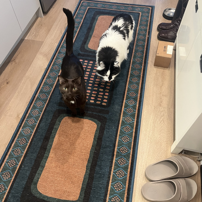 Kim Your Cat's New Bestie photo 2