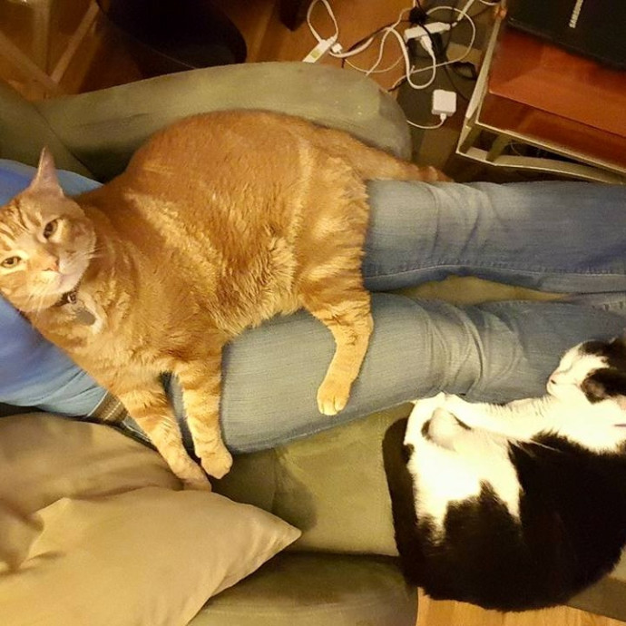 5-Star Shelter-Volunteer Cat Sitter