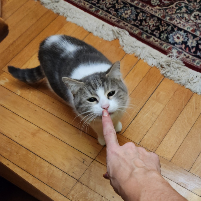5-Star Shelter-Volunteer Cat Sitter
