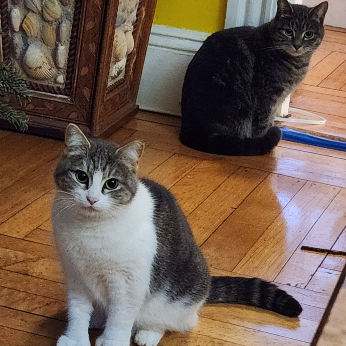 5-Star Shelter-Volunteer Cat Sitter