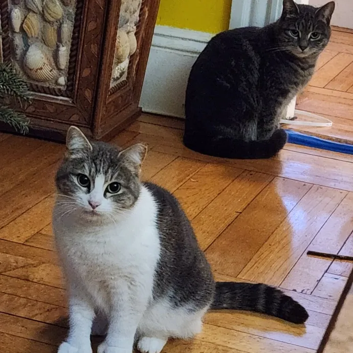 5-Star Shelter-Volunteer Cat Sitter
