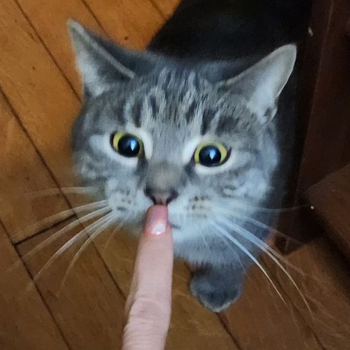 5-Star Shelter-Volunteer Cat Sitter