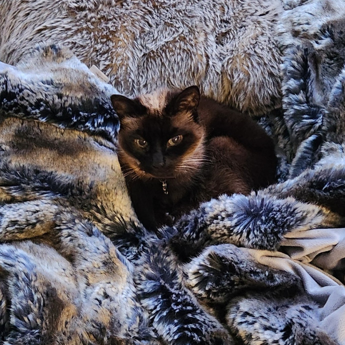 5-Star Shelter-Volunteer Cat Sitter
