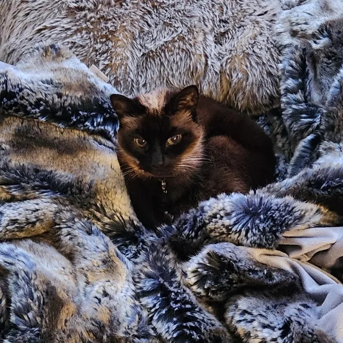 5-Star Shelter-Volunteer Cat Sitter