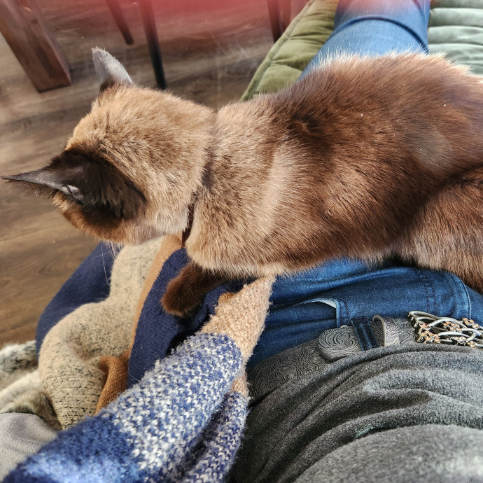 5-Star Shelter-Volunteer Cat Sitter