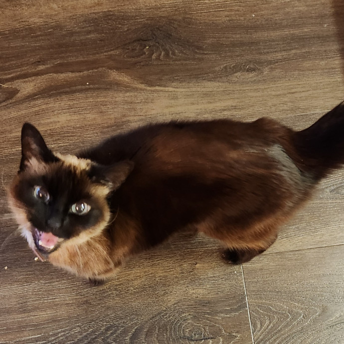 5-Star Shelter-Volunteer Cat Sitter