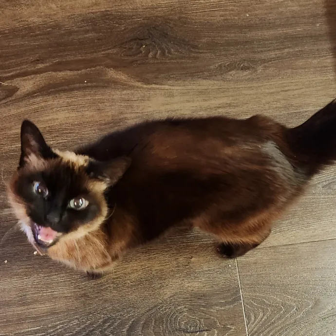 5-Star Shelter-Volunteer Cat Sitter