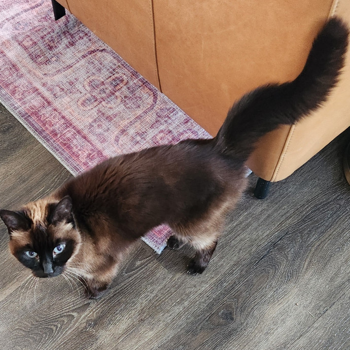 5-Star Shelter-Volunteer Cat Sitter