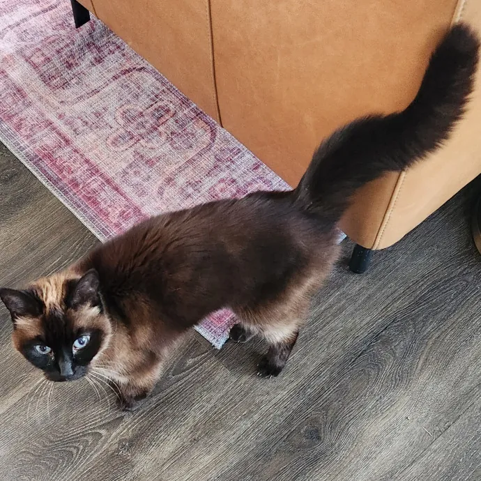 5-Star Shelter-Volunteer Cat Sitter