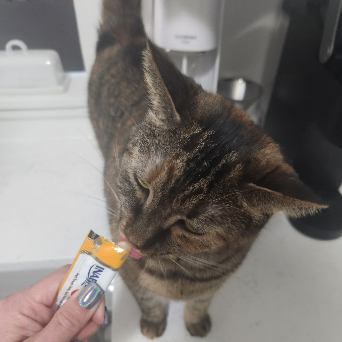 5-Star Shelter-Volunteer Cat Sitter