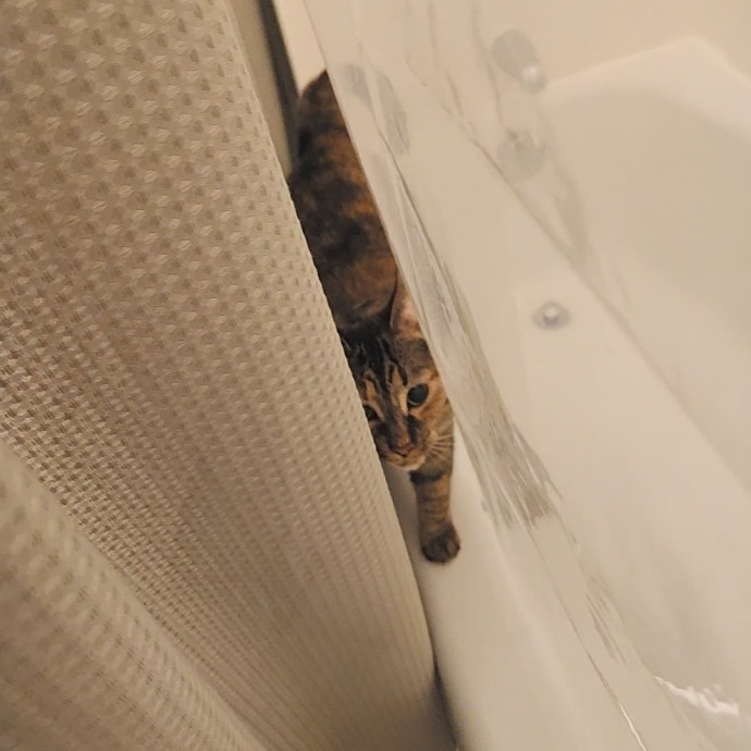 5-Star Shelter-Volunteer Cat Sitter