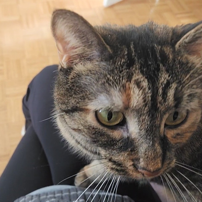 5-Star Shelter-Volunteer Cat Sitter