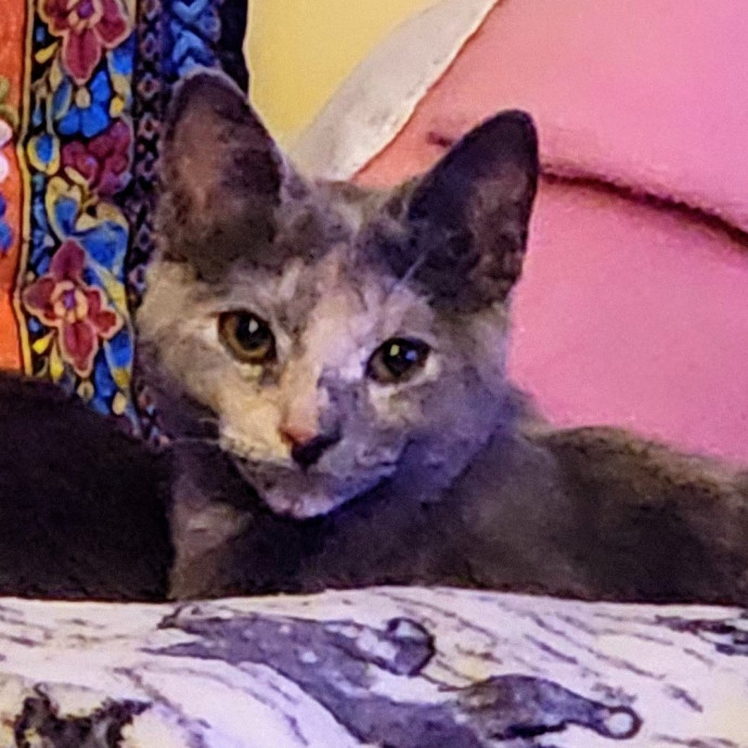 5-Star Shelter-Volunteer Cat Sitter