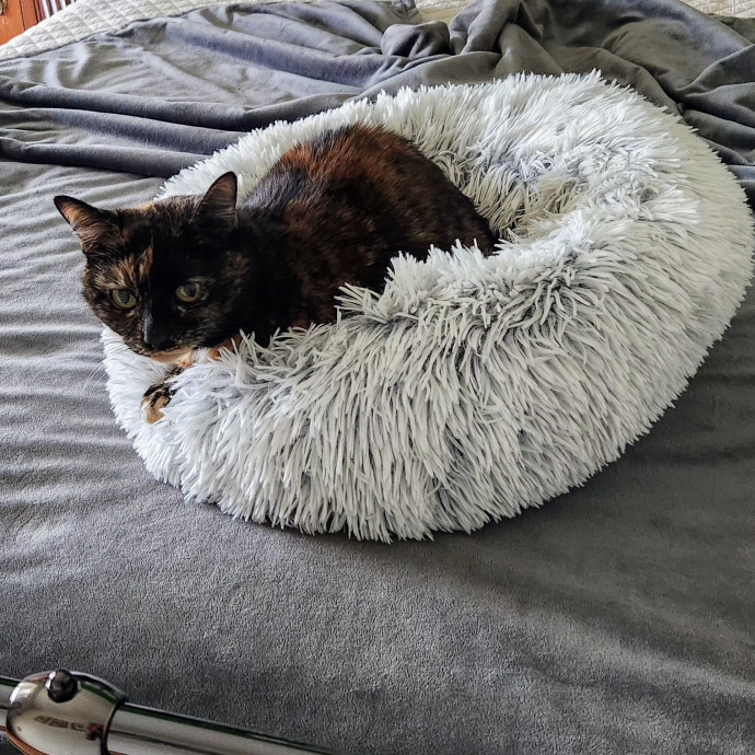 5-Star Shelter-Volunteer Cat Sitter