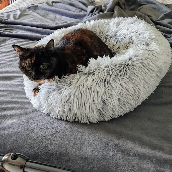 5-Star Shelter-Volunteer Cat Sitter