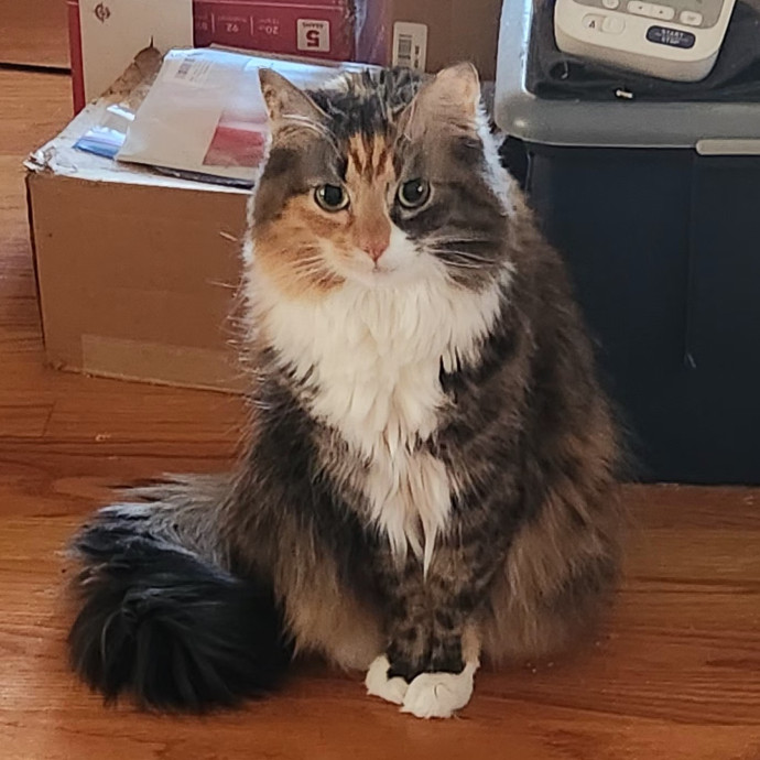 5-Star Shelter-Volunteer Cat Sitter