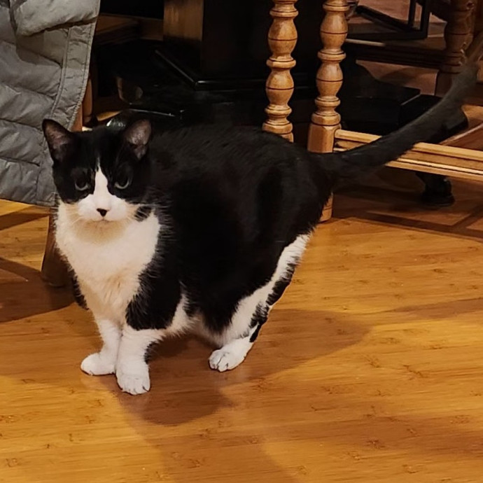 5-Star Shelter-Volunteer Cat Sitter