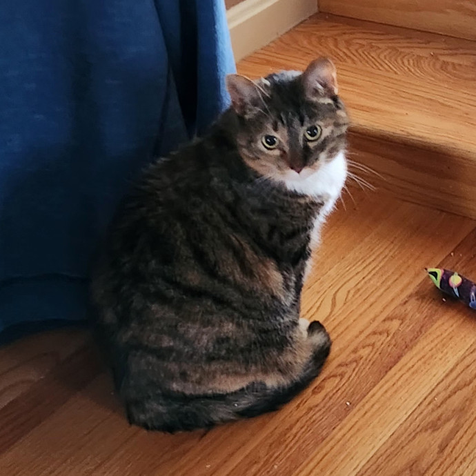 5-Star Shelter-Volunteer Cat Sitter