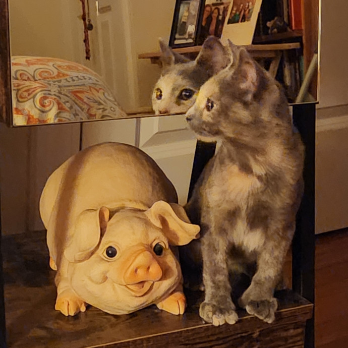 5-Star Shelter-Volunteer Cat Sitter