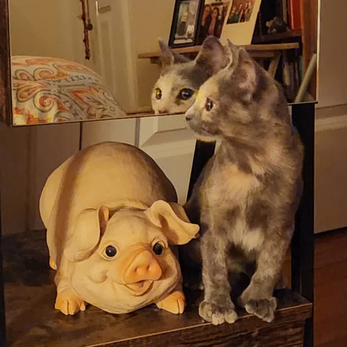 5-Star Shelter-Volunteer Cat Sitter